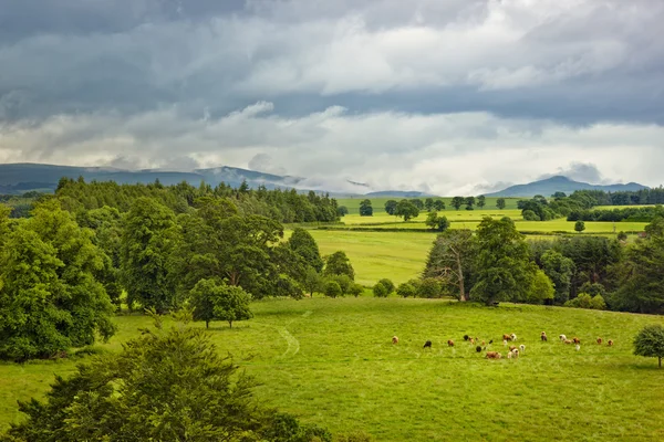 Paisagem escocesa com vacas no prado — Fotografia de Stock