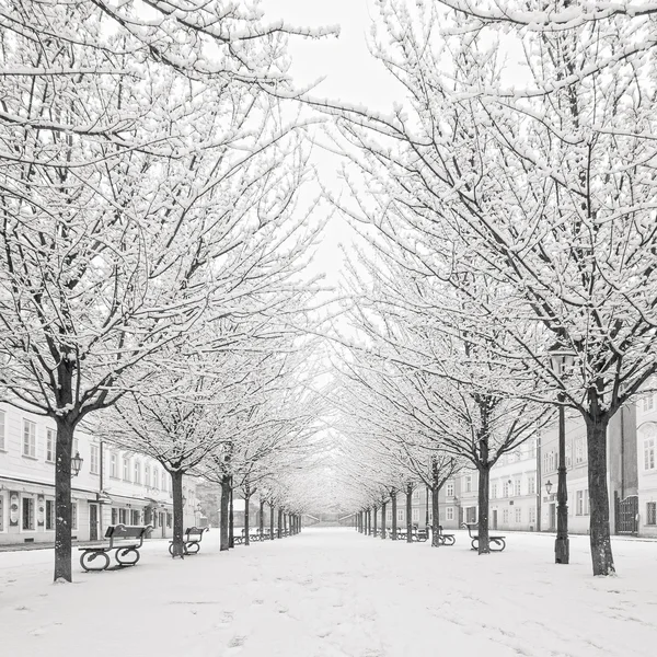 Árbol de nieve en la isla de Kampa, Praga — Foto de Stock