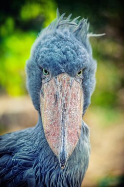 Afrika Shoebill (Balaeniceps rex)