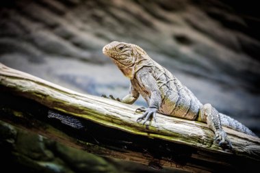 Küçük gergedan Iguana (Cyclura cornuta)