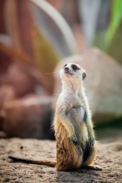 Suricata σε ένα φυσικό περιβάλλον — Φωτογραφία Αρχείου