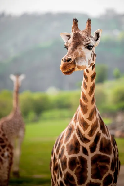 Funny giraffe Stock Photos, Royalty Free Funny giraffe Images |  Depositphotos