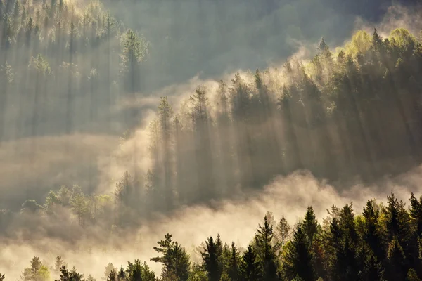 Sunrise beams over fog in the Bohemian Switzerland — Stock Photo, Image