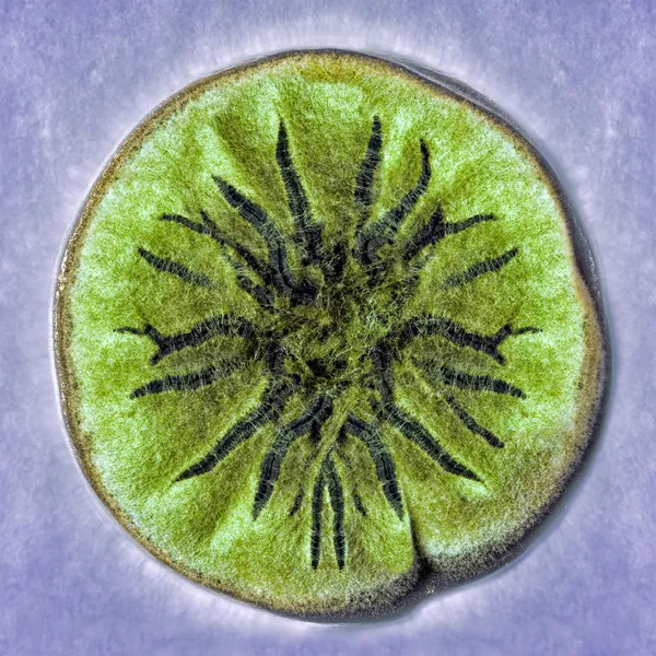 Macro shot of fuzzy mold — Stock Photo © zhuzhu 25051261