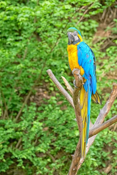 Macaw on the branch — Stock Photo, Image