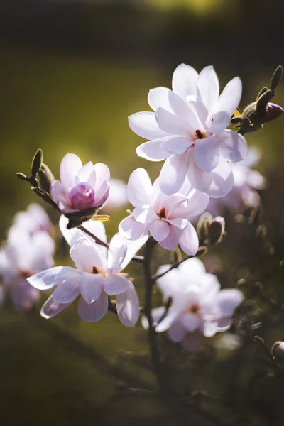 Magnolia flor en el parque sobre fondo oscuro —  Fotos de Stock