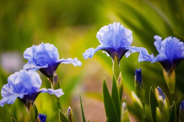 Blaue Irisblüten wachsen im Garten — Stockfoto