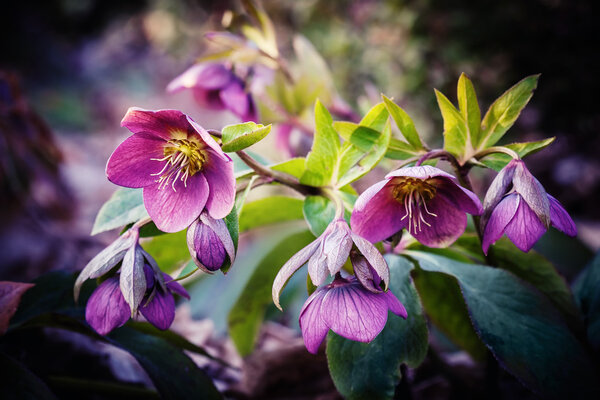 purple hellebore flower