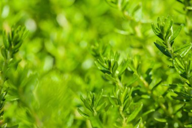 Taze yeşil çimen arka planı