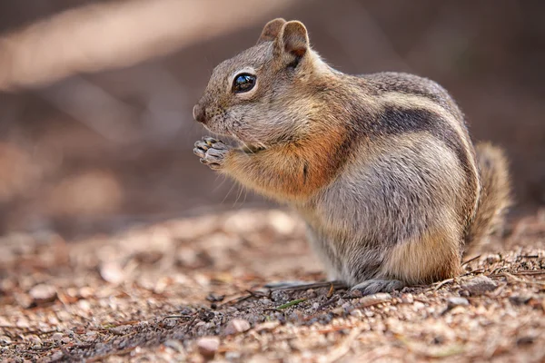 Scoiattolo nel Parco Nazionale delle Montagne Rocciose — Foto Stock