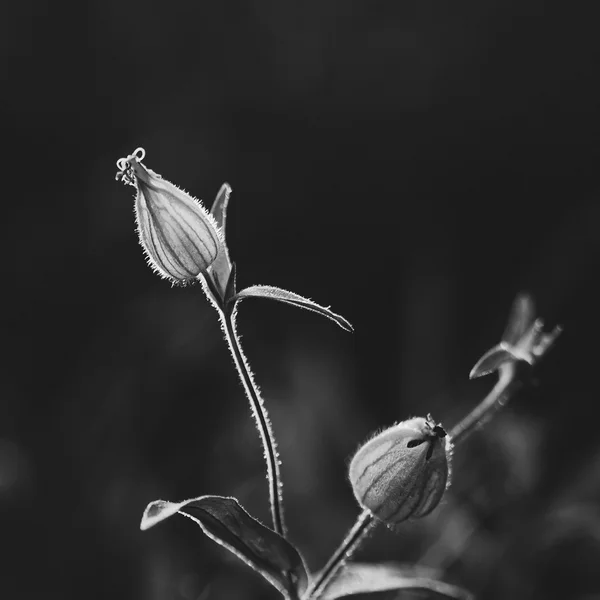 黒と白の花 — ストック写真