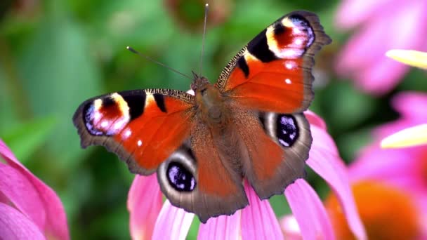 ヨーロッパの孔雀蝶は、エキナセアの純度の蜜に餌を与えます — ストック動画