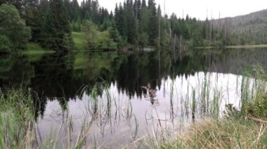Çek Cumhuriyeti 'nin Bohemian Ormanı' ndaki Ulusal Park 'ta Sakin Göl Laka.