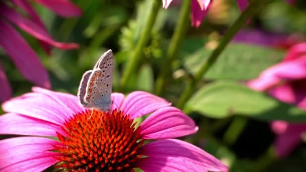 Evropský motýl modrý se živí nektarem z ostnokožce purpurové — Stock video