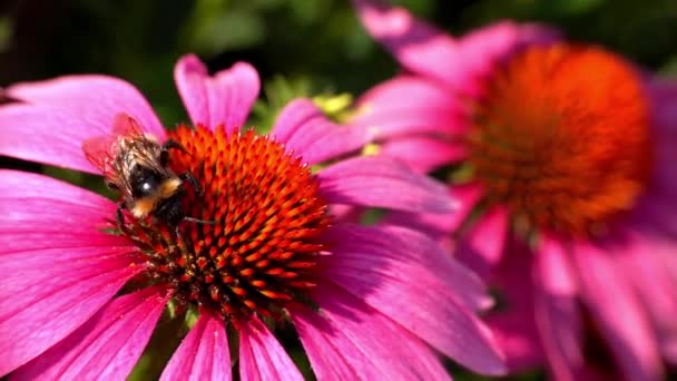 Il calabrone si nutre di nettare di un'echinacea purpurea — Video Stock