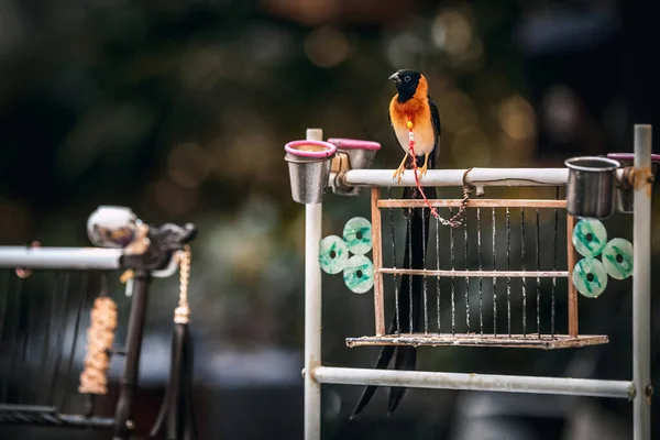 Aves em gaiolas penduradas no mercado de rua em Hangzhou — Fotografia de Stock
