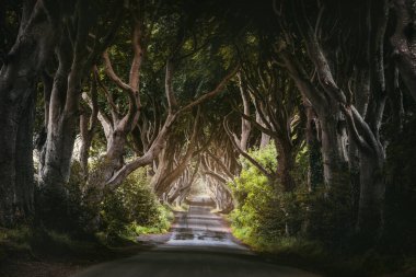 Kuzey İrlanda, İngiltere 'deki en çok fotoğraflanan yer olan Antrim İlçesi' ndeki Karanlık Çitler 'de sabah gün ışığı.