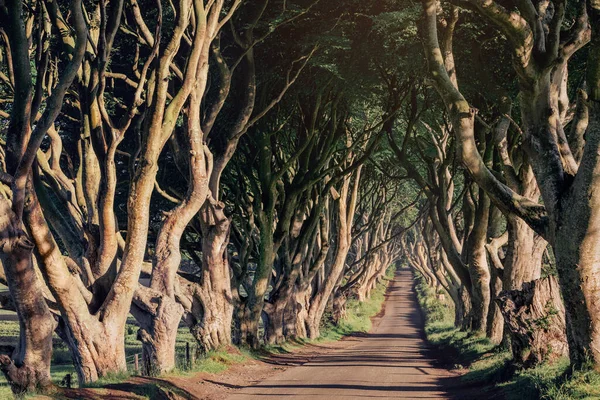 Morgensonne Der Buchenallee Dark Hedges Der Grafschaft Antrim Regnerischen Tagen — Stockfoto