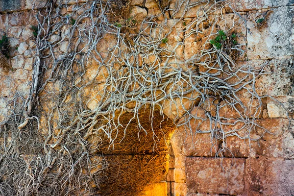 根 & 遺跡 — ストック写真