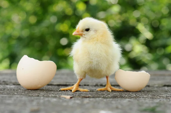 Piccoli pulcini e gusci d'uovo — Foto Stock
