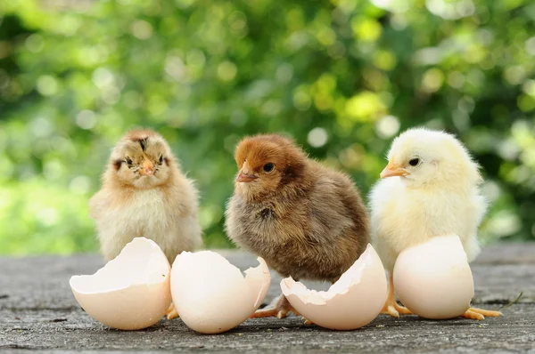 Kleine kuikens en eierschalen — Stockfoto