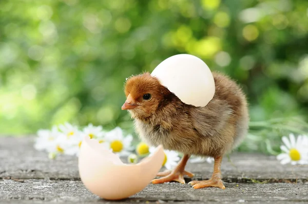 Маленькие цыплята и яичные скорлупы — стоковое фото