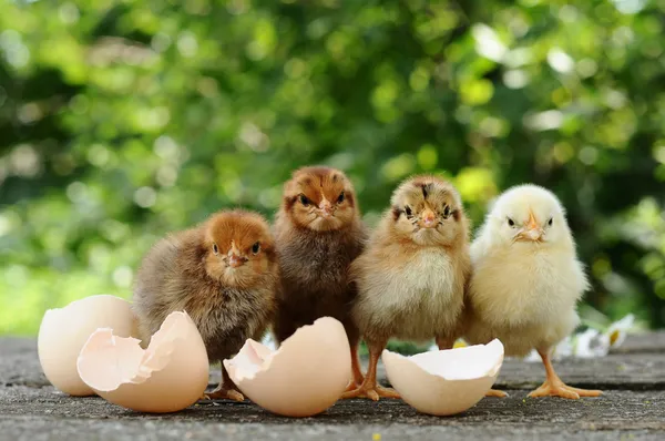 Petits poussins et coquilles d'œufs Images De Stock Libres De Droits
