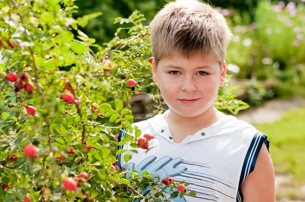 Um menino de cerca de rosa mosqueta com frutas maduras — Fotografia de Stock