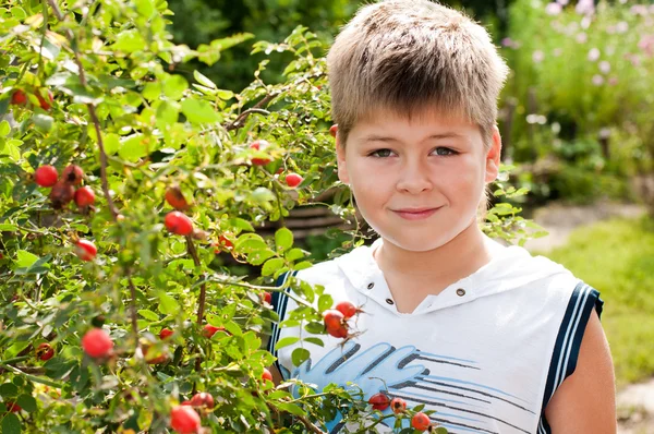 Um menino de cerca de rosa mosqueta com frutas maduras — Fotografia de Stock