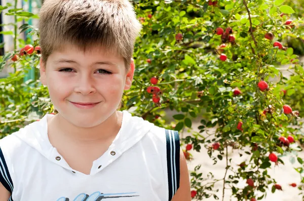 En pojke på om nypon med mogna frukter — Stockfoto