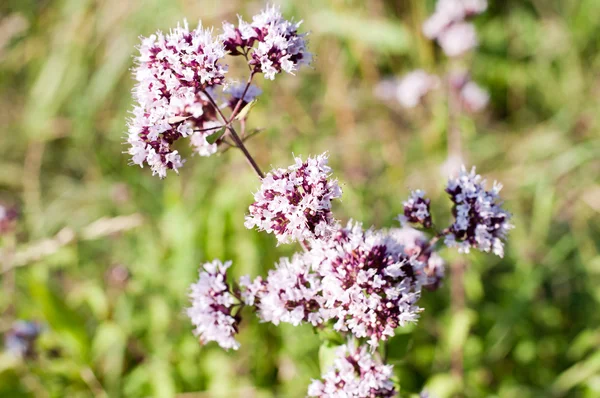 Oregano or marjoram - medicinal herb in the summer — Stock Photo, Image