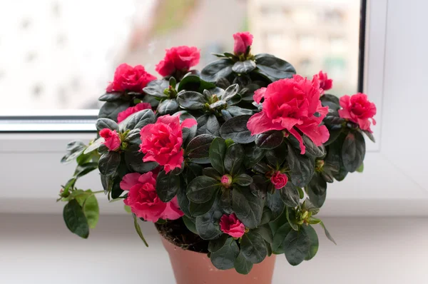 Azaleas blooming on the windowsill — Stock Photo, Image