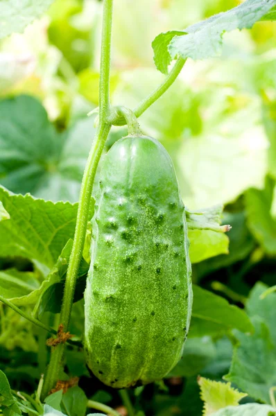 Fresh cucumber on a bed — Stock Photo, Image