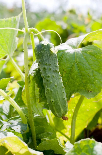 Pepino fresco en una cama —  Fotos de Stock