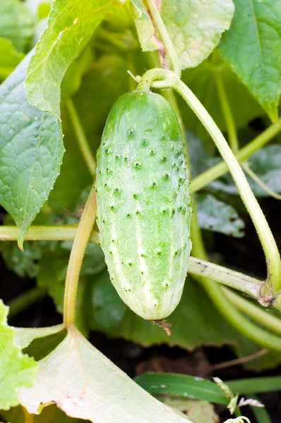 Pepino fresco en una cama —  Fotos de Stock