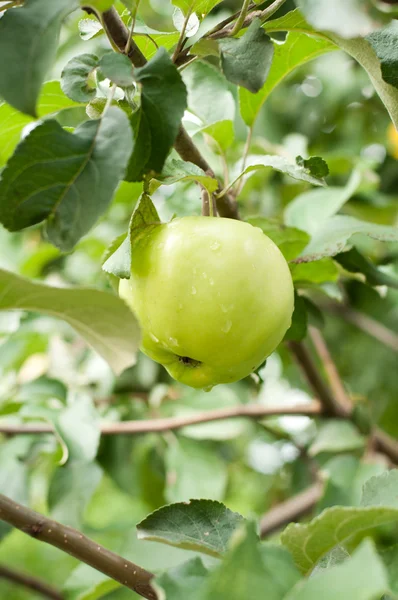 Grüner Apfel am Zweig — Stockfoto