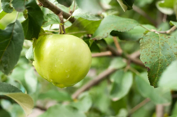 Grüner Apfel am Zweig — Stockfoto