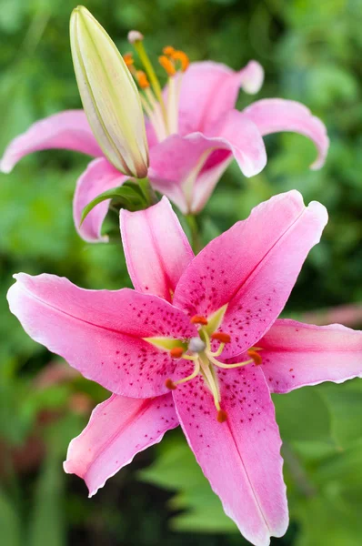 Lirio rosa en el jardín — Foto de Stock