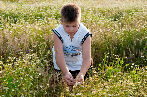 Junge auf Wiese mit Gänseblümchen — Stockfoto