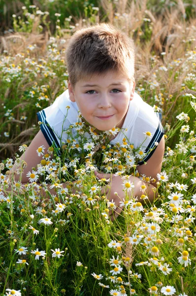 Мальчик на лугу с маргаритками — стоковое фото