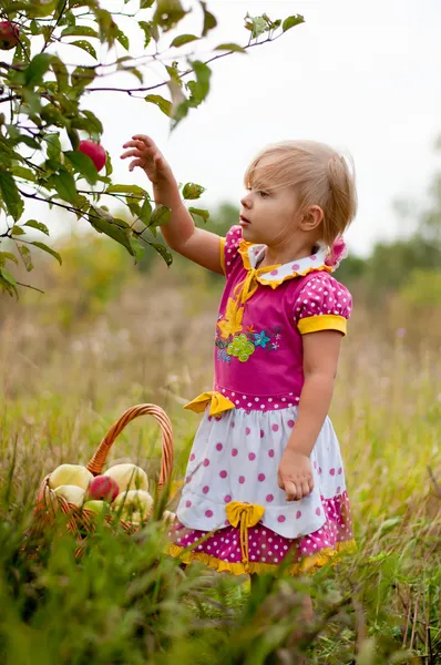 Niña 2.5 años para recoger manzanas —  Fotos de Stock