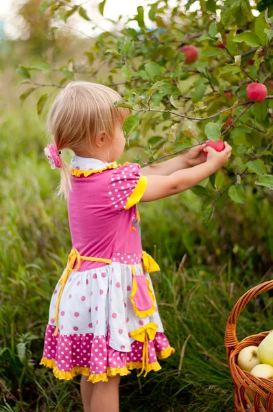 Menina 2.5 anos para pegar maçãs — Fotografia de Stock