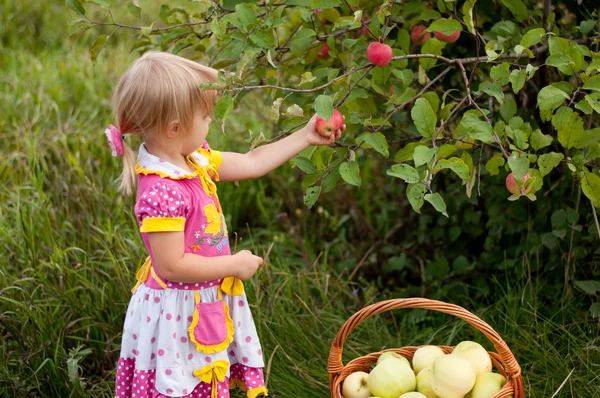 Little girl 2.5 years to pick apples — Stock Photo, Image