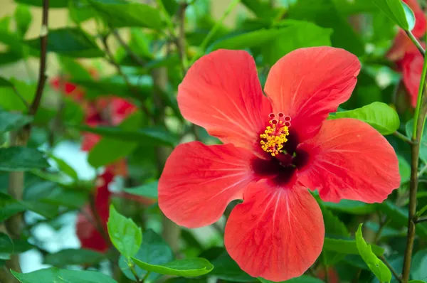 Μεγάλο κόκκινο hibiscus τα λουλούδια — Φωτογραφία Αρχείου