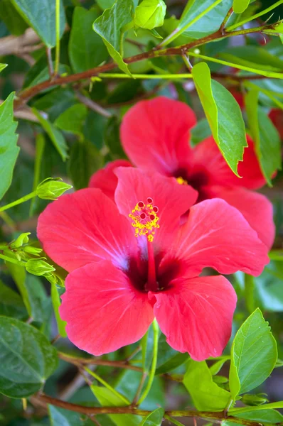 Grandes flores de hibisco vermelho — Fotografia de Stock