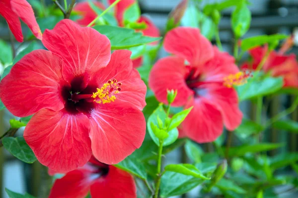Grandes flores de hibisco vermelho — Fotografia de Stock