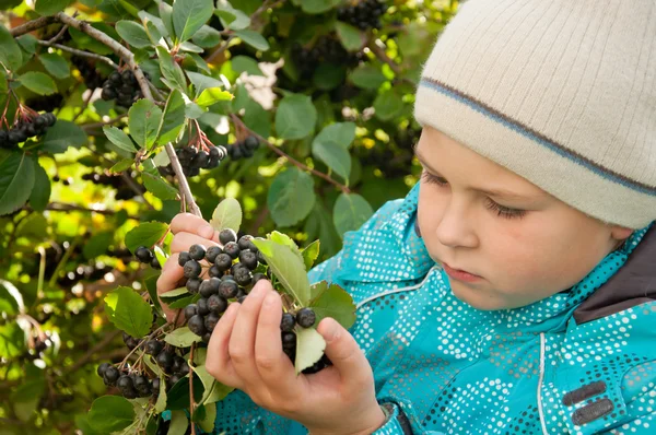 En pojke med en kvist av aronia — Stockfoto