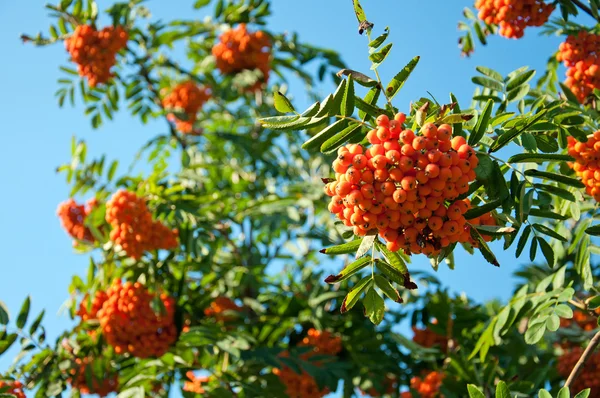 Стиглі ягоди суниці на тлі блакитного неба — стокове фото
