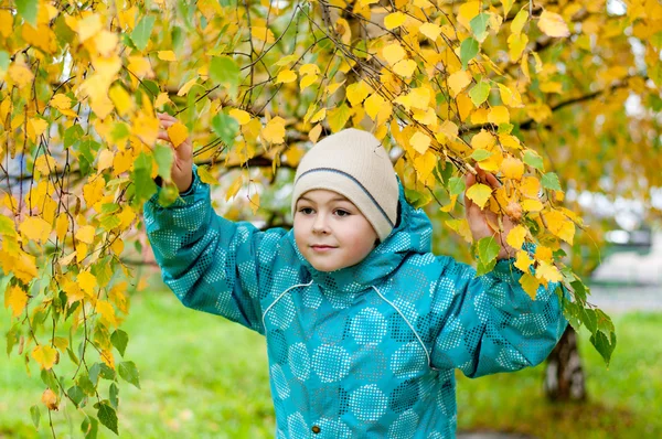 A boy in a birch forest in autumn — Stock Photo, Image