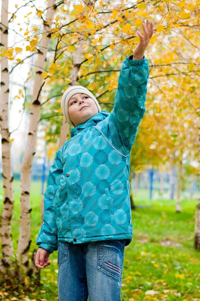 A boy in a birch forest in autumn — Stock Photo, Image